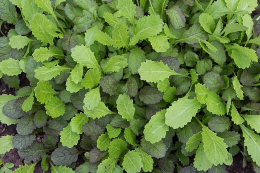 young mustard plants (Brassica alba) in the organic garden in autumn