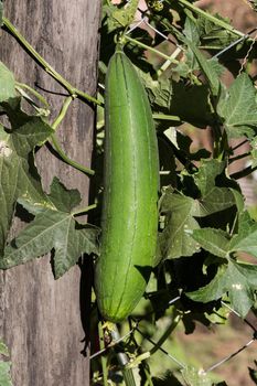 immature luffa fruits to eat in the garden fence
