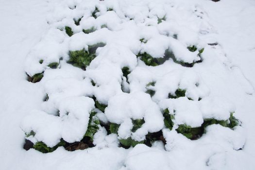 organic garden plants covered with snow