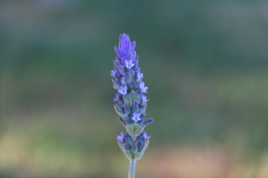 closeup of lavenders blooming in the sun in spring in the garden