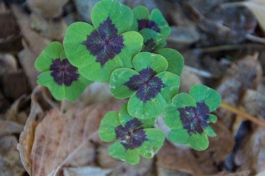 plant of the four-leaf clover or lucky clover, in the autumn garden
