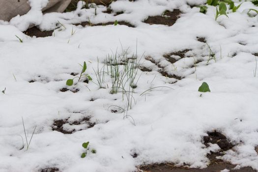 organic garden plants covered with snow