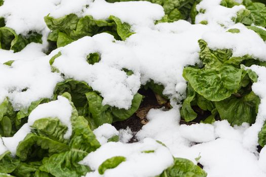 organic garden plants covered with snow