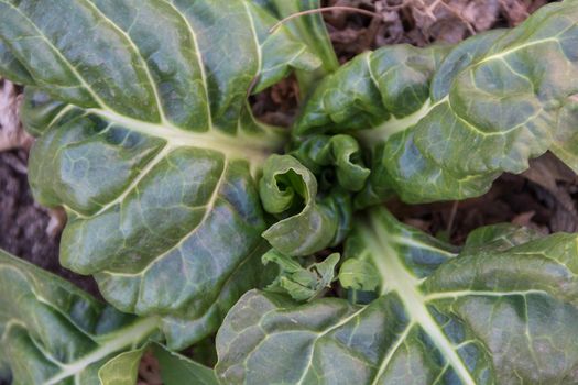 organic cultivation of a variety of chard in autumn