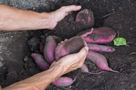 woman's hands harvesting sweet potatoes in the garden