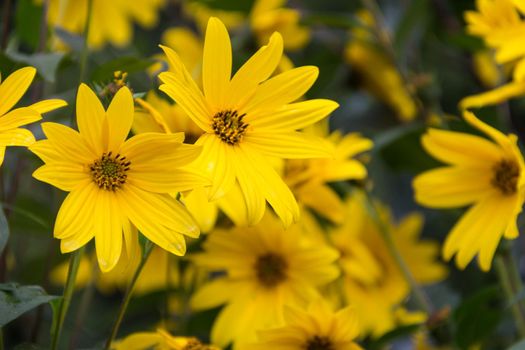 yellow flowers of the garden sunflower, Helianthus tuberosus or Jerusalem artichoke