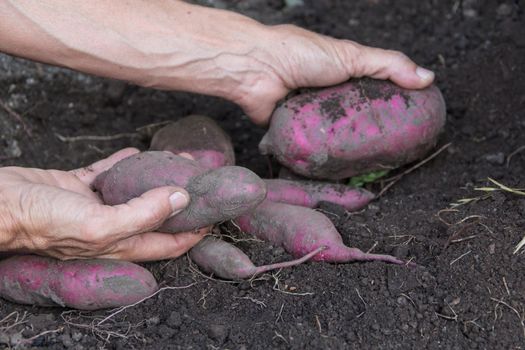 woman's hands harvesting sweet potatoes in the garden