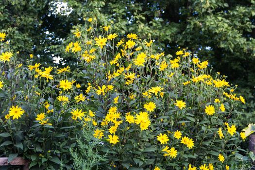 Yellow flowers of the garden sunflower, Helianthus tuberosus or Jerusalem artichoke
