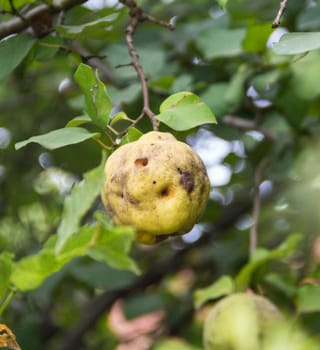 quince fruit on the sick tree branch in the orchard