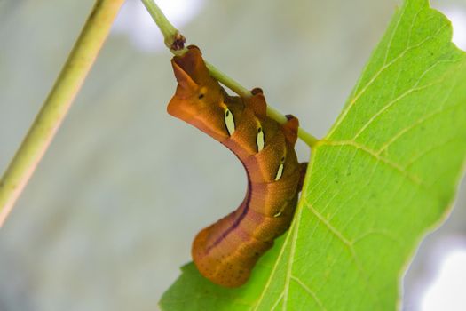 Eumorpha pandorus or sphinx moth caterpillar eating on the leaf, in spring
