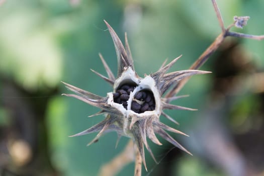 Fruits of Datura ferox that grow wild, known as toloache or chamico