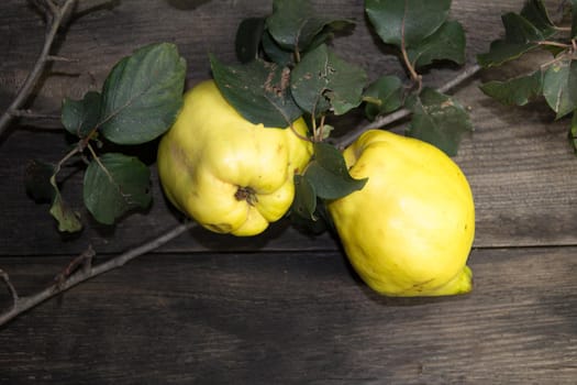 Quince leaves and fruits on rustic wood