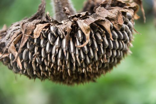 detail of dried sunflower flowers on the plant in fall harvest