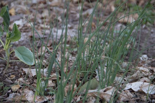 young onion plants in the organic autumn garden