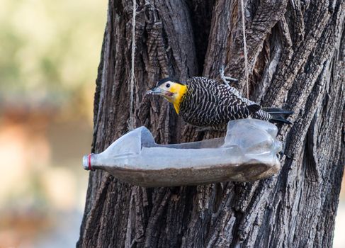 a woodpecker eating from the repurposed bottle feeder