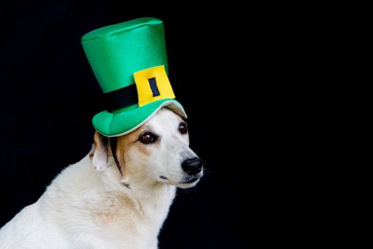 portrait of a mongrel dog with st patricks day hat