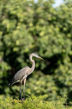 Young great blue heron Ardea herodias bird perching on a tree in a Naples, Florida marsh.