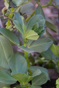 close up view of a silver of broad beans in the organic garden