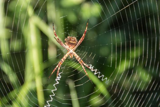 an Argiope lobata Pallas spider, on its web in the garden