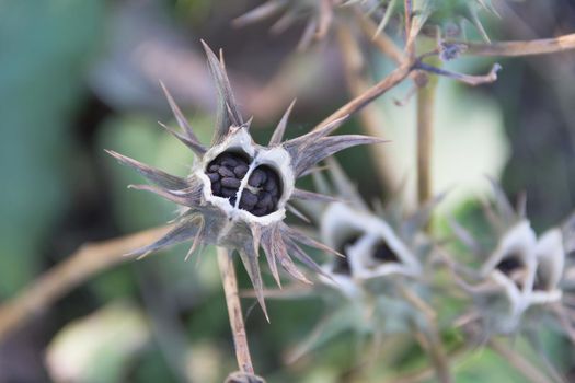 Fruits of Datura ferox that grow wild, known as toloache or chamico