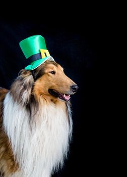 portrait of a Rough Collie dog with saint patrick's day top hat