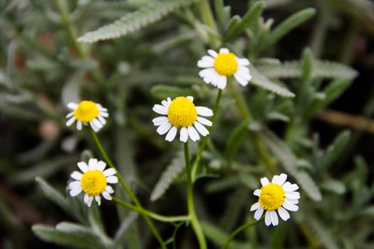 flowers and medicinal chamomile plant in the organic garden in spring