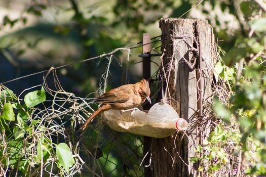 wild bird, eating in a trough made with recycled plastic bottle