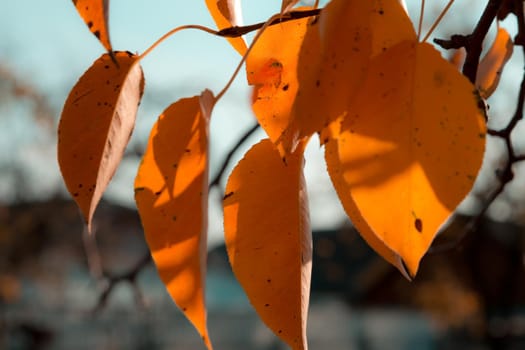 Autumn leaf on a branch on a sky background. Fall nature season orange tree forest bright plant beautiful foliage color yellow environment.