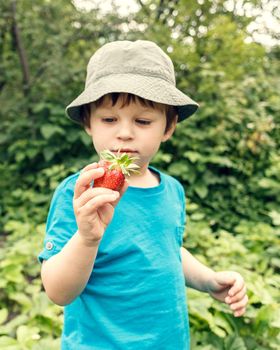 Litlle boy picking locavore strawberries in the farm. Outdoor activities for kids