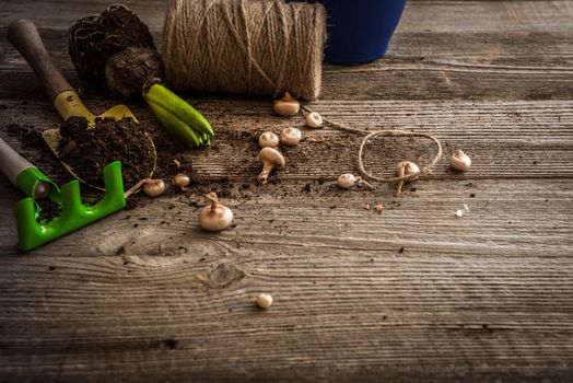 Plants for planting and garden accessories on a wooden table vintage