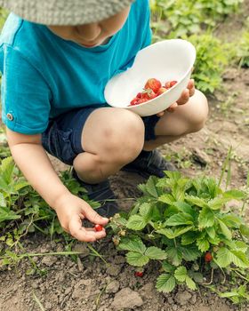 Litlle boy gathering strawberries into a plate. Local farming, organic food cultivation
