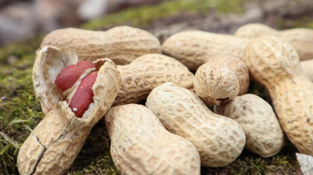 Unpeeled whole raw peanuts in brown husks in the shell texture on a beautiful natural background in the forest lies in a heap on a tree, outdoors on a sunny summer day