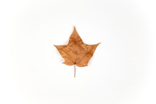 Brown maple leaf isolated on white background. Autumn concept.
