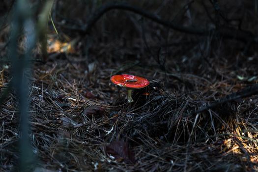 Big fly agaric in the forest. Big red and white fly agaric in the forest growing in the grass.