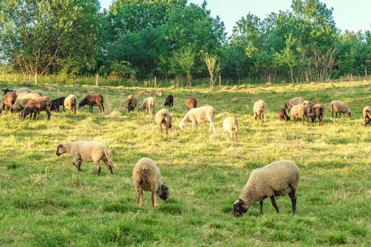 Flock of sheep on pasture. Livestock concept. Cattle farm in Ukraine