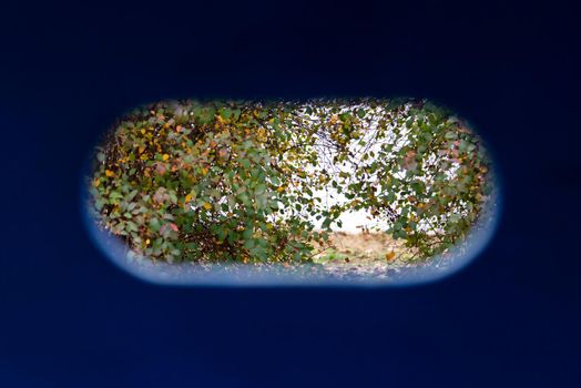 Landscape, view of trees in the park through an oval hole in a blue wooden wall