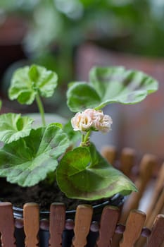 Beautiful little pink pelargonia in a pot.