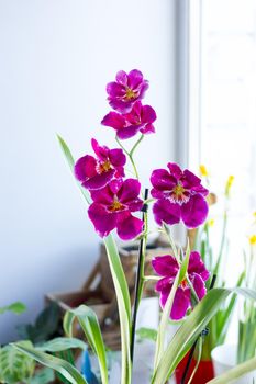 Beautiful purple orchid on a window at sunny day