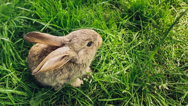 Grey baby rabbit in grass. Easter festive background. Space for text, copy space