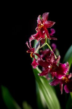 Orchid flowers on black background in a studio.