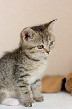 Portrait of a beautiful gray kitten on white table.