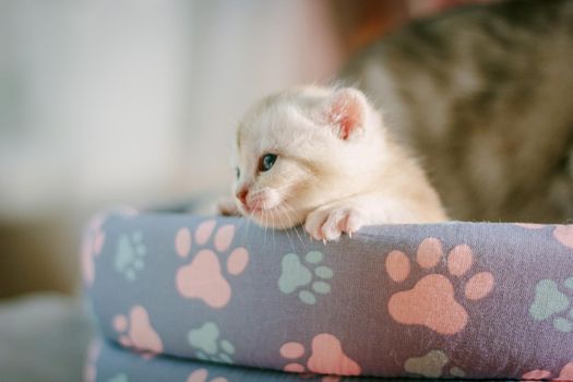 Portrait of a young little gray kitten.