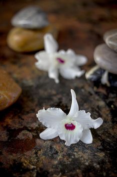 Spa background - stones and orchid flowers over dark