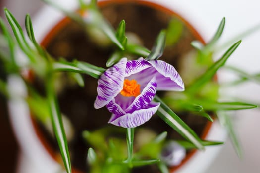 Beautiful purple crocus flower blooming in a pot