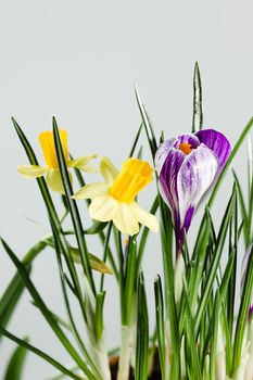 Daffodil or narcissus flowers with crocus flower on a white background