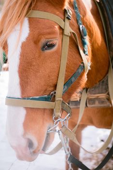 Face of beautiful horse outdoors at the farm