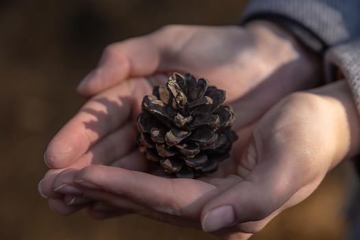 Close up of woman hand holding a pine cone with a natural blurred background. Little girl holds cone in her hands