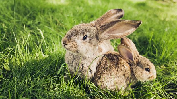 Grey baby rabbit with mom in grass. Easter festive background
