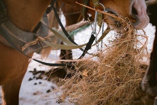 Beautiful horse eats dry hay outdoors at a farm