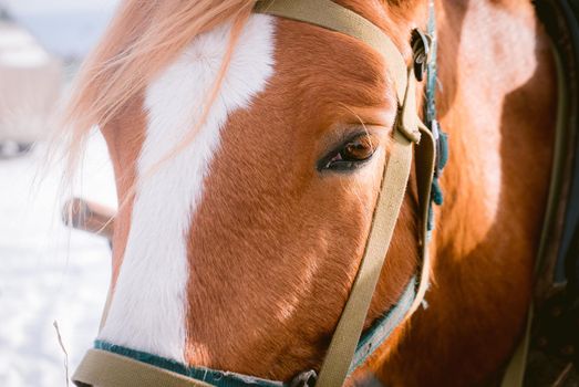 Horse eye shoot outdoors at an animal farm